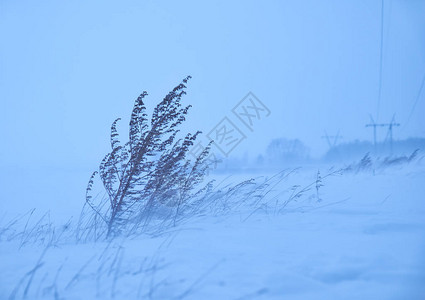 冬季暴风雪冰风暴下的干燥山艾树草图片