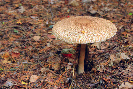 森林中不可食用的毒菌蘑菇图片