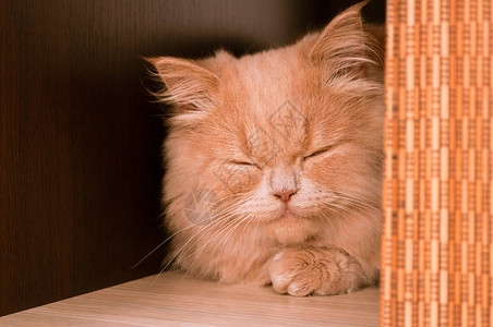 金吉儿猫脸朝在室内睡觉或打扫时有图片