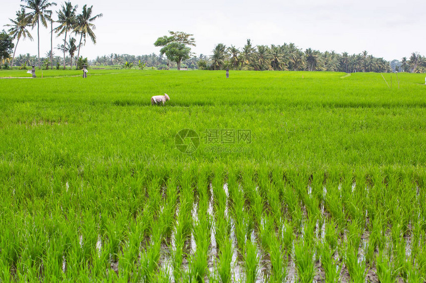 印度尼西亚绿稻田图片