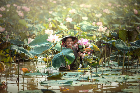 池塘莲花的女人图片