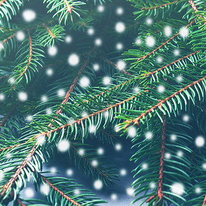 森林fir树枝圣诞节冬季背景雪落的魔法效图片