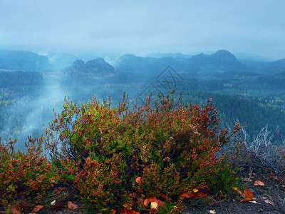 蓝色的秋天黎明深雾山谷上方的砂岩悬崖从奶油雾中伸出的丘陵图片