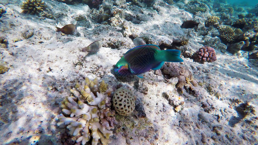 埃及红海珊瑚中的鹦嘴鱼图片