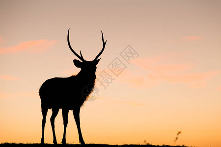 与日落的野鹿图片