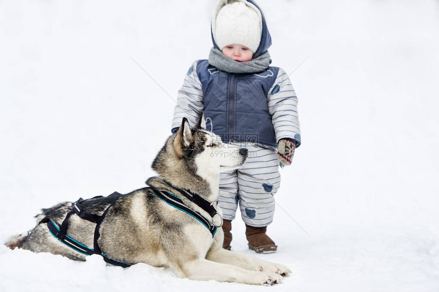小女孩和狗在雪地里玩耍婴儿把手伸给一只迷人的狗雪背景上的小女孩和图片