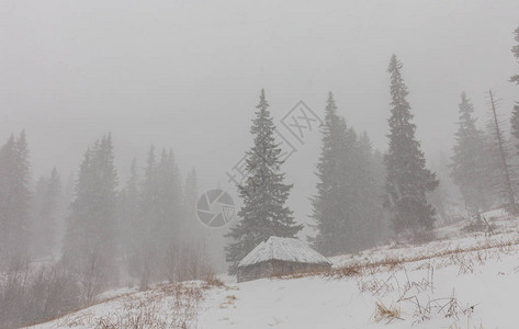 暴风雪中冷杉树的冬天风景图片