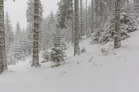 大雪纷飞的冬季风景森林中的旧木屋图片