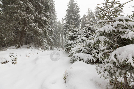 大雪纷飞的冬季风景森林中的旧木屋图片