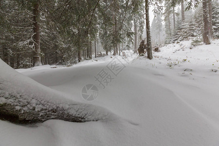 大雪纷飞的冬季风景森林中的旧木屋图片