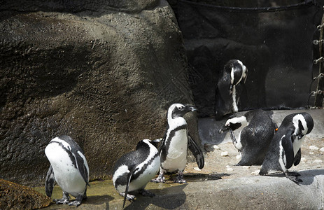 非洲企鹅也称为黑脚高清图片