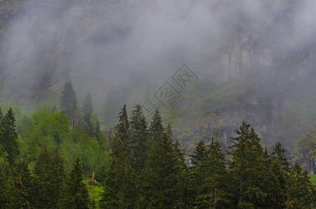 浓雾中的绿树图片