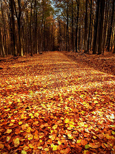 秋天的林间小路秋天的风景新鲜的叶子颜色图片