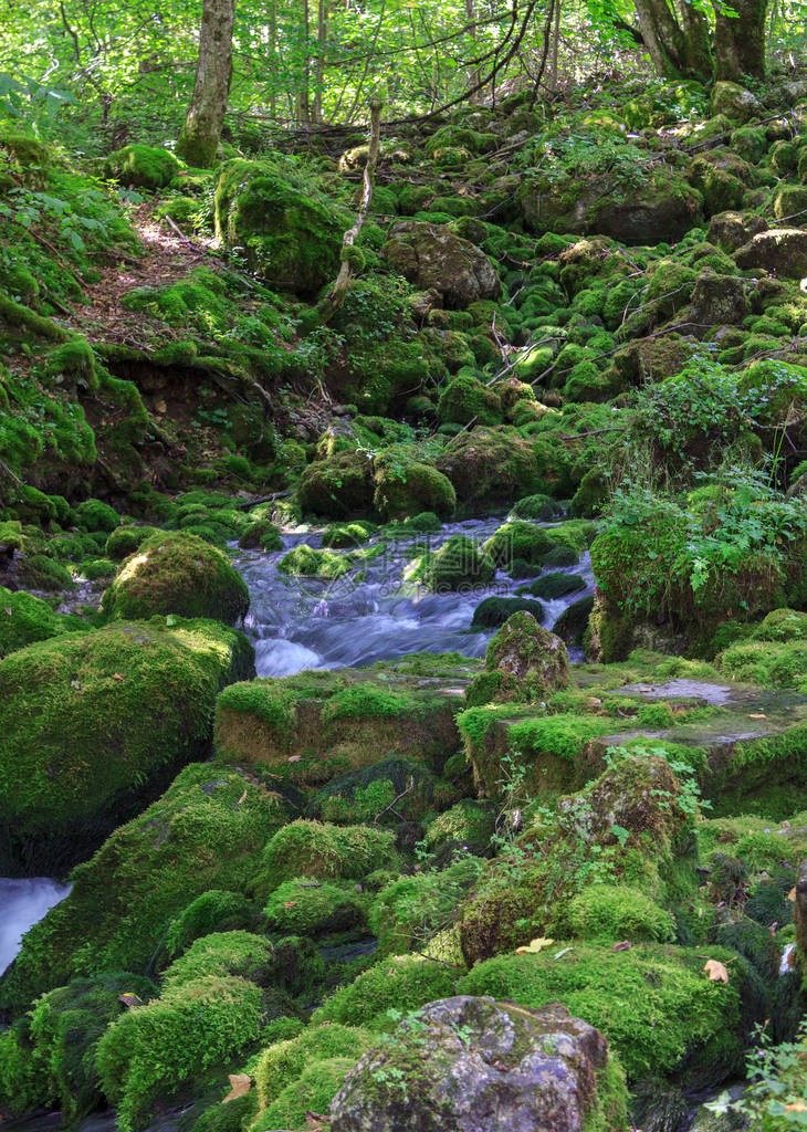 森林中苔藓岩石上的小溪流图片