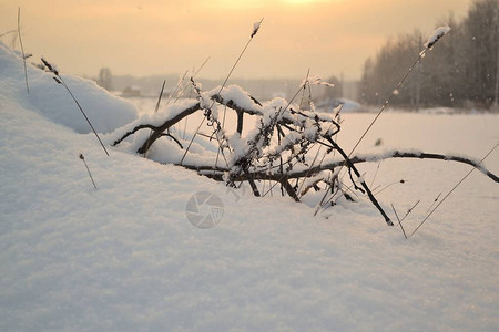 地表下雪的树枝背景的冬季风景日落的背景图片