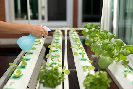 家中温室水培有机蔬菜手喷水图片