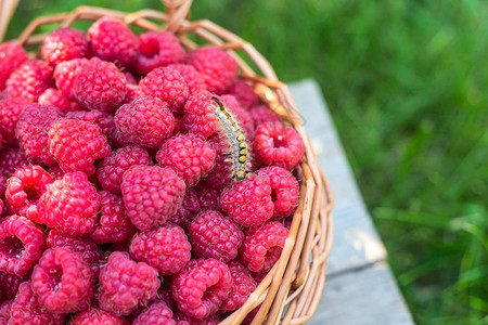 花园害虫水果上的毛虫能维生素健康食品图片