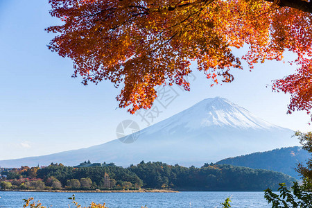 富士山和枫树图片