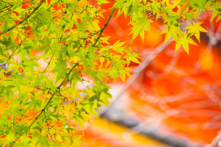 在京都县寺庙旅游秋天季节图片
