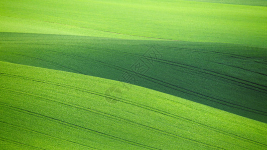绿草背景绿色春天背景春天的绿色小麦田早晨阳光下的绿色小麦绿草背景图片