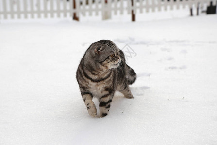 雪地里的猫英国短毛猫图片