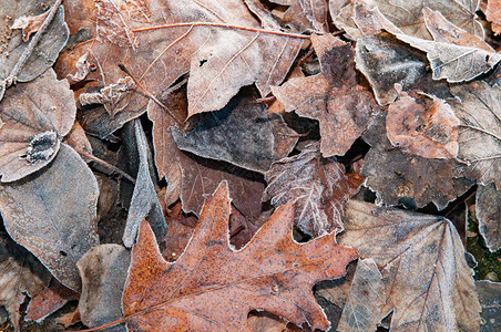 地上结冰的叶子结冰了图片