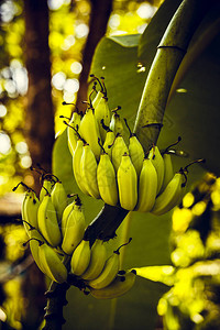 香蕉树枝普吉岛泰国图片