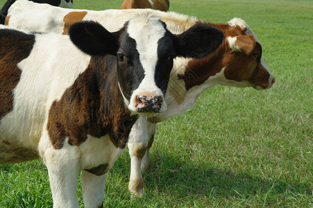 夏季牧场上的小牛图片