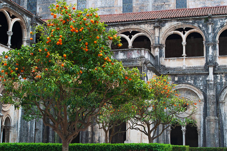 一棵橘子树的细节和阿尔科巴萨中世纪罗马天主教修道院的沉默回廊景观图片