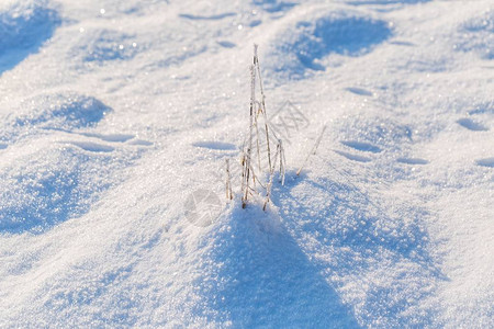 冬雪背景有雪覆盖的植物真背景图片