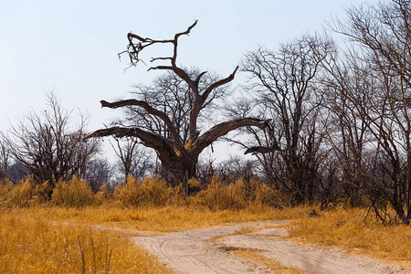 奥卡万戈莫雷米狩猎保护区博茨瓦纳奥卡万戈三角图片