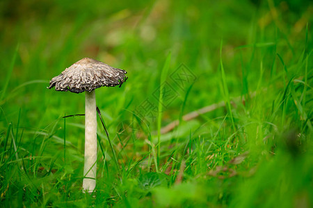毛墨帽蘑菇图片