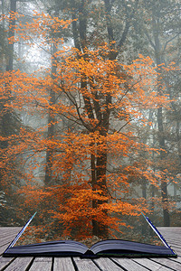 秋天瀑布森林景观概念图象从书页中涌现出来我图片