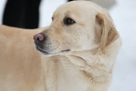 狗品种拉布多犬在冬图片