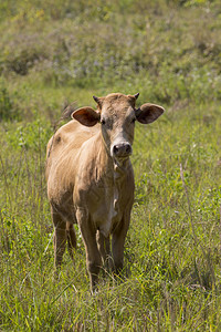 自然背景下棕色奶牛的形象农场动物图片