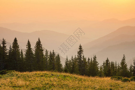山丘上的森林夏天美丽的自然景观图片