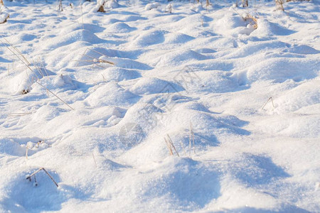 冬雪背景有雪覆盖的植物真背景图片