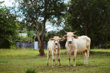 白牛与小牛在草地上牛与小牛图片