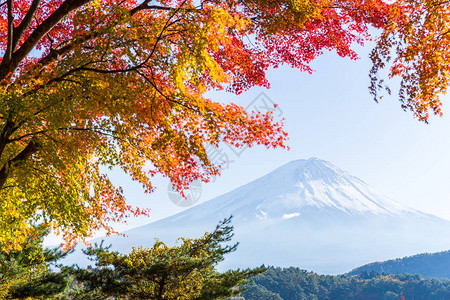 河口湖的富士山和枫树图片