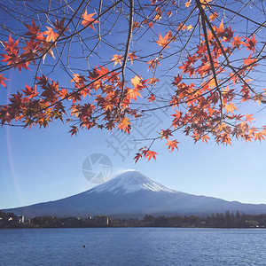 日本河口湖春天的富士山和樱花樱花日图片