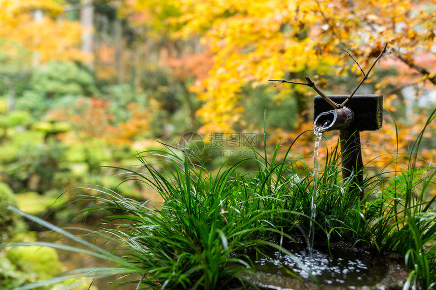 日本花园中的水竹喷泉与枫树图片