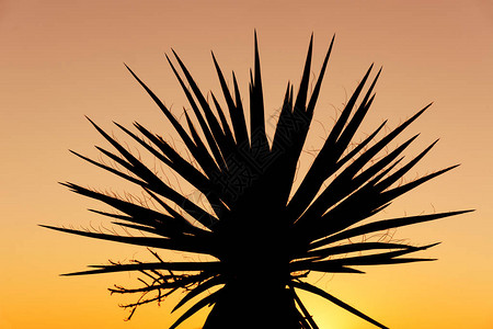 加利福尼亚州日落时约书亚树公园Yuccasillh图片