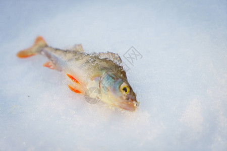 雪中的鱼图片
