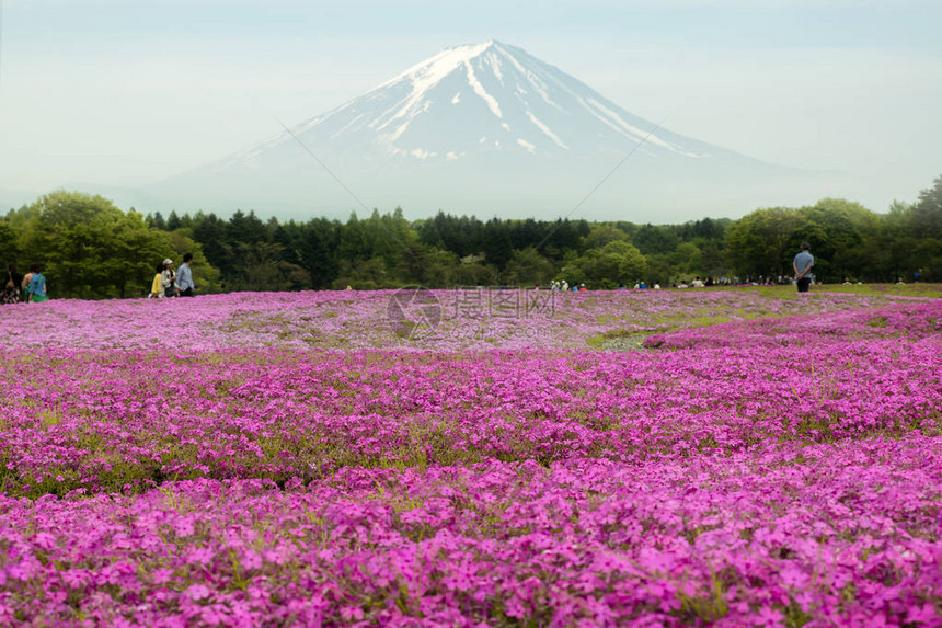 福吉山与粉红苔榈田在图片