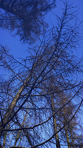 天空中落叶松的树枝图片