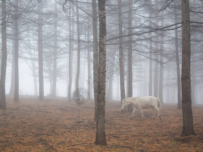 雾林中的马图片