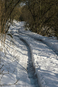 冬天的雪景和森林图片