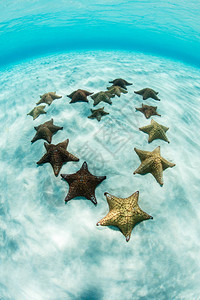 西印度海星图片