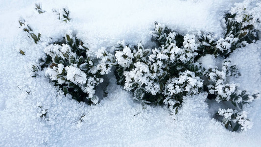 雪中深绿色灌木的顶端景色背景图片