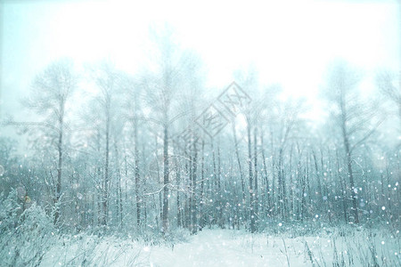 冬季雪林地貌景图片